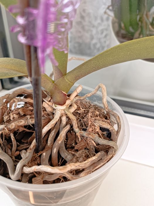 Орхідея метелик Little gim stripes