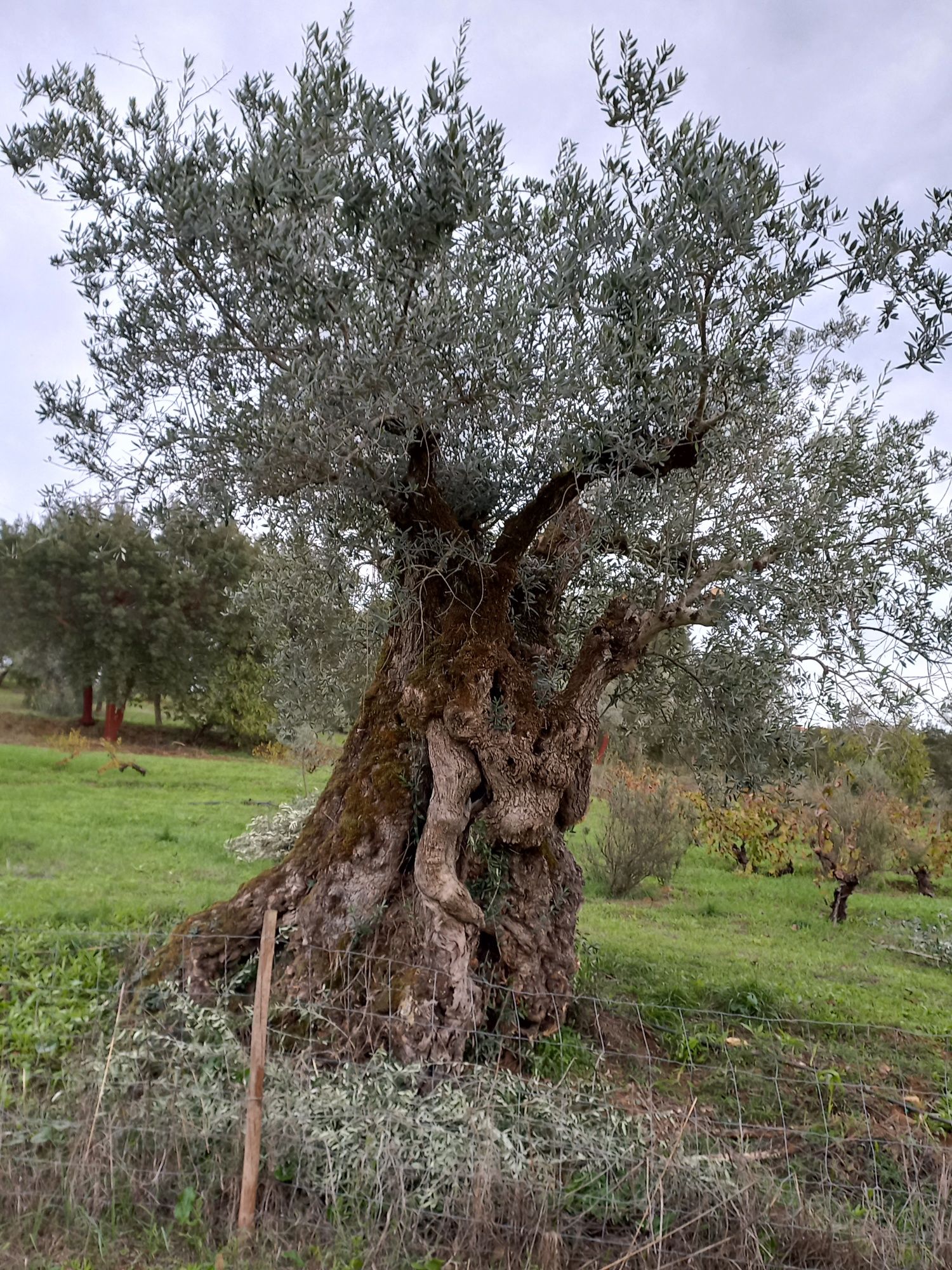 Oliveiras galegas milenares