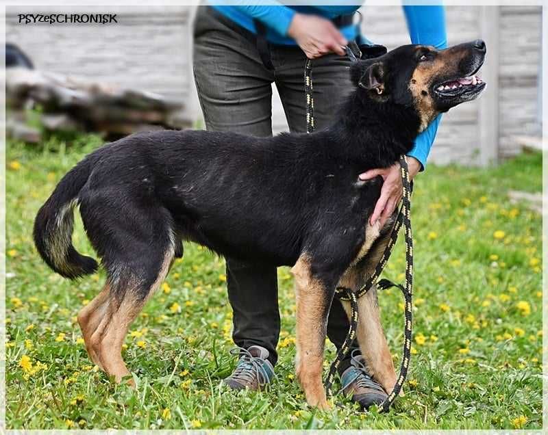 Psy z bieguna zimna: Oggi - po latach schroniska nadal kocha człowieka