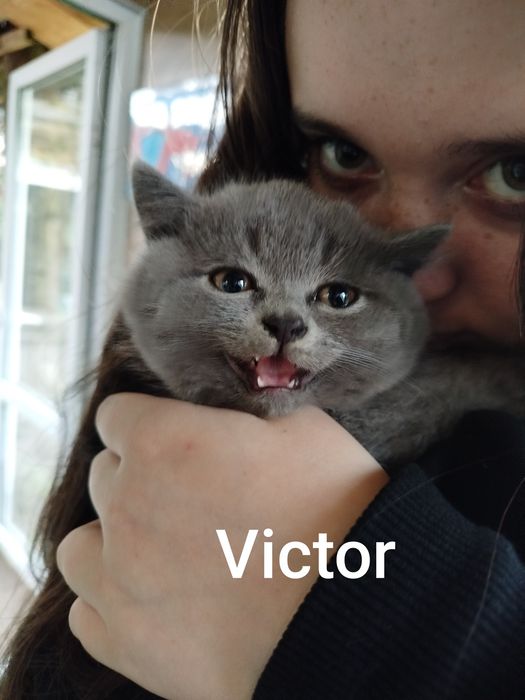 Vincent Kocięta koty brytyjskie niebieskie, mazowieckie