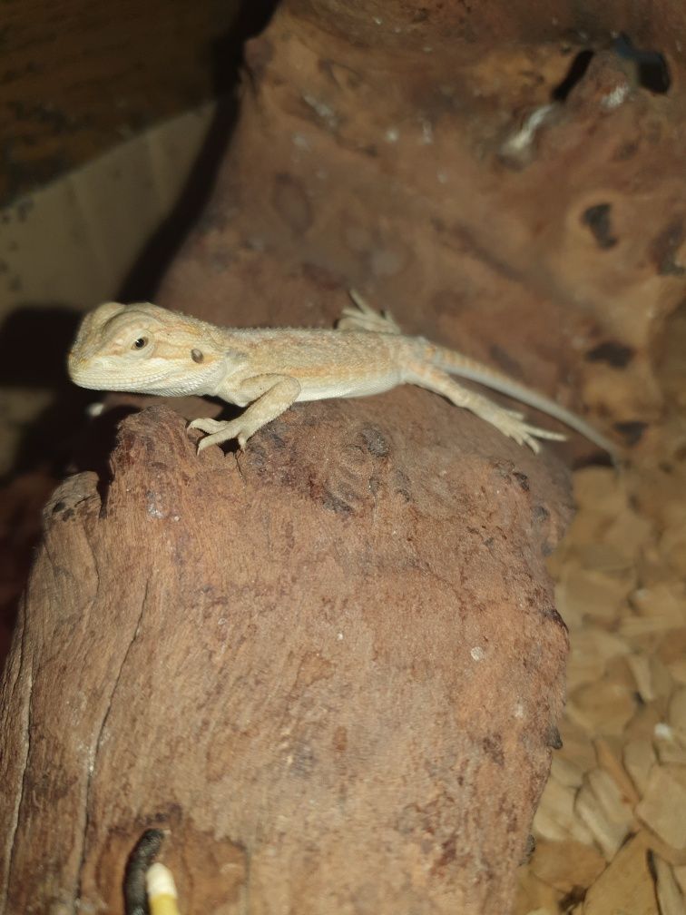 Agama brodata Orange Sklep zoologiczny