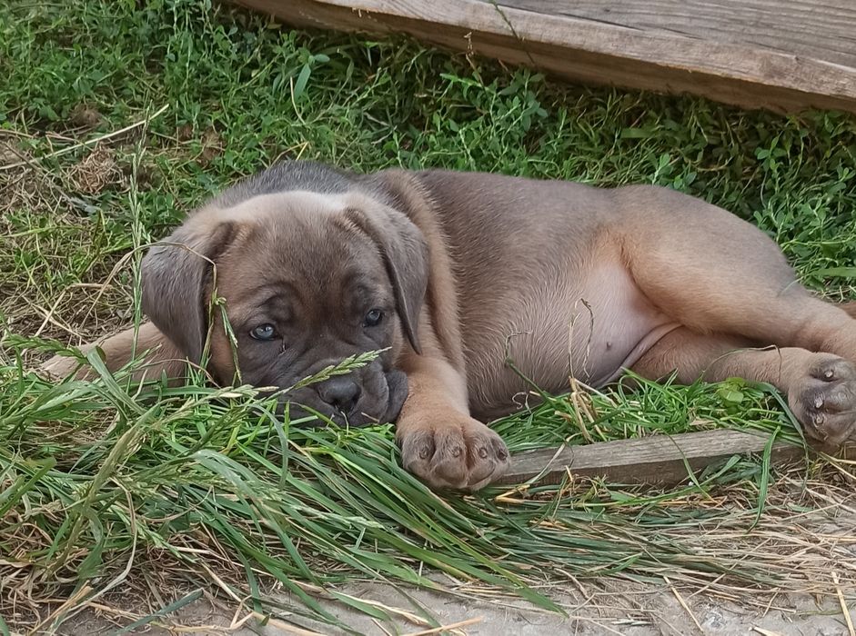 Щенок Кане Корсо .