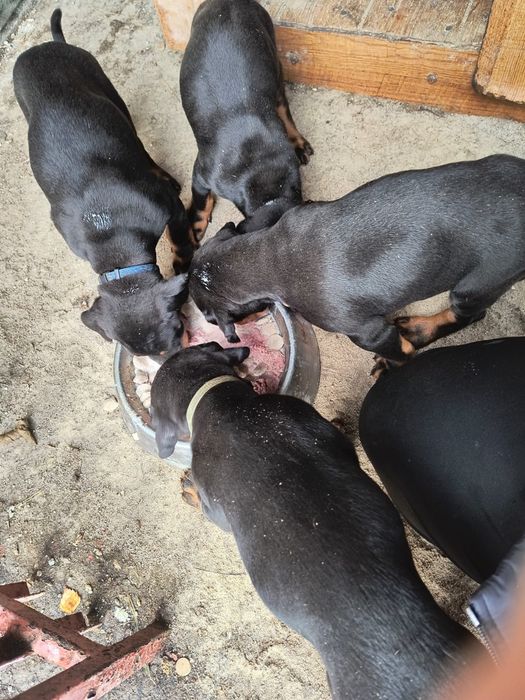 Doberman piesek po pięknych rodzicach