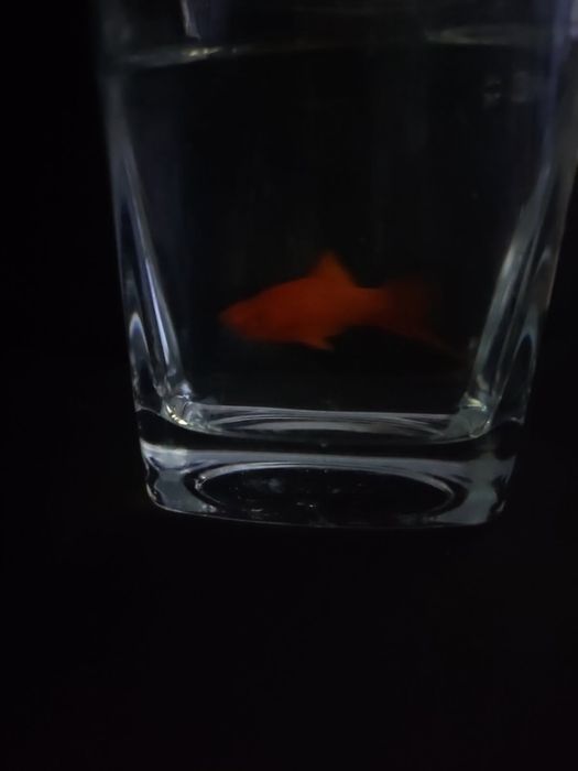 Sprzedam ryby- mieczyki razbory klinowe i neonki