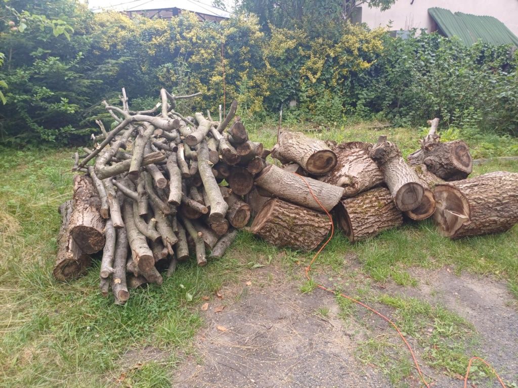 Sprzedam Orzech Włoski