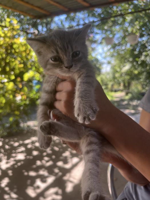Продам породистых котят