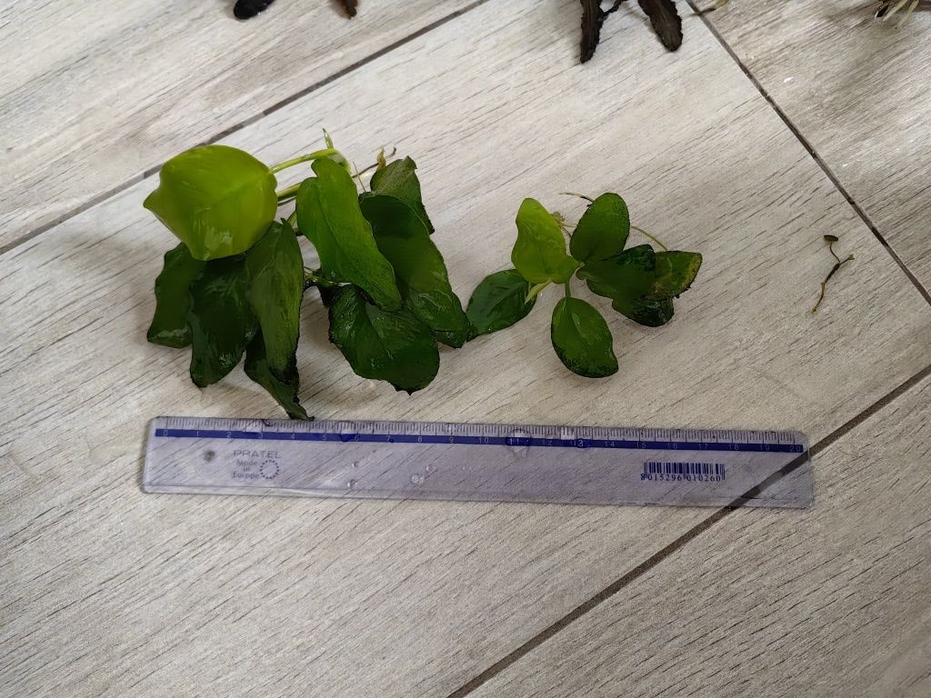 Rośliny akwariowe, bucephalandra 3 rodzaje, Anubias gold