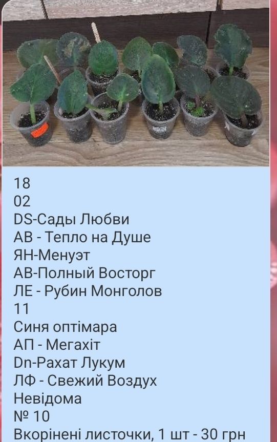 Фіалка, вкорінені листочки