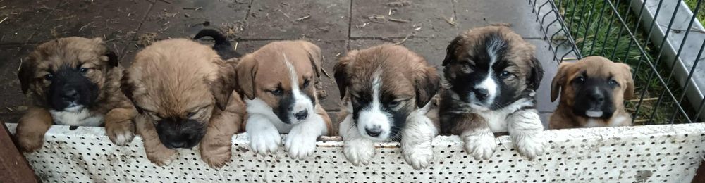 Szczeniaki po matce bernardyna