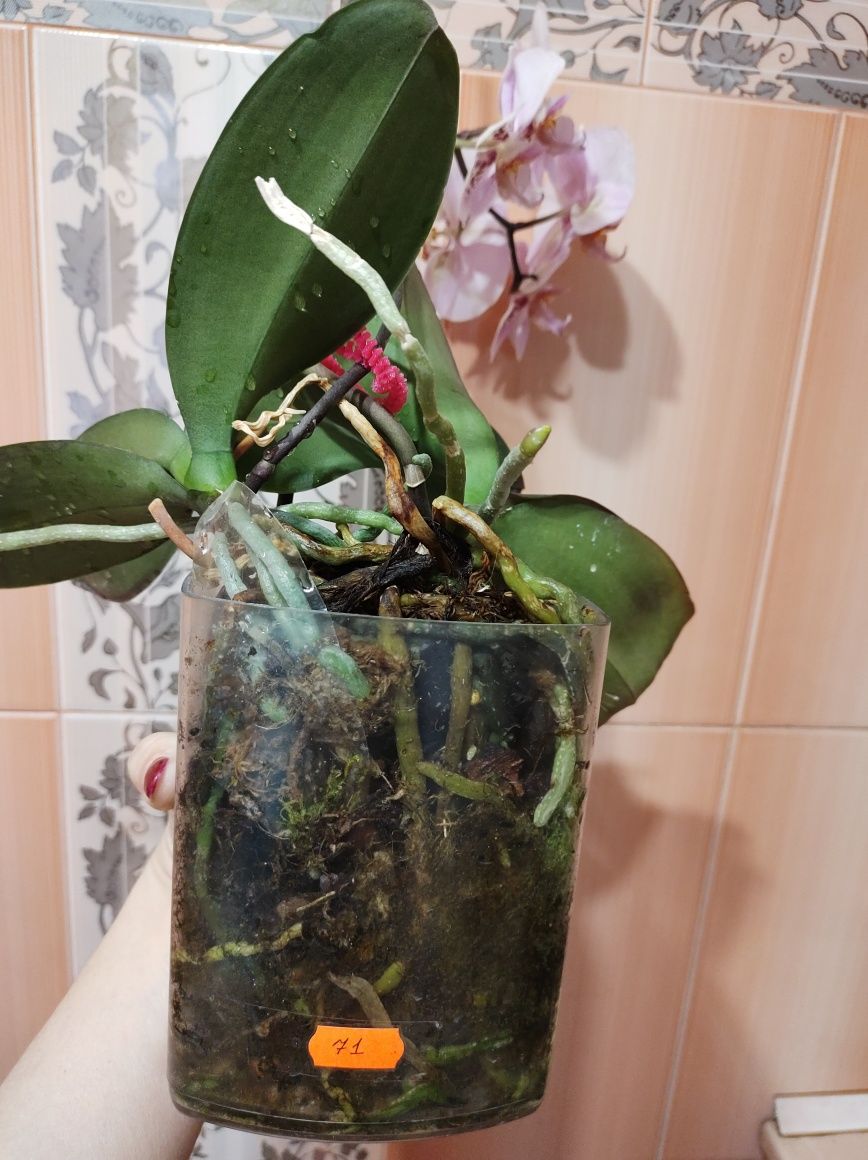 2 орхідеї в одному горщику