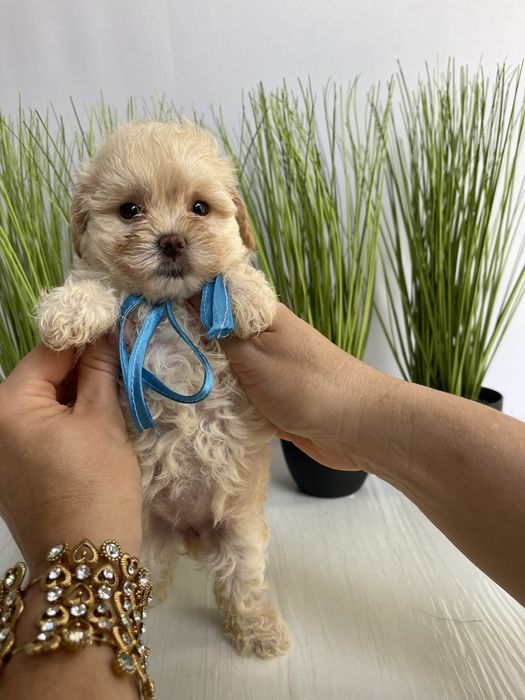 VIP Мальтипу F1 — Кожен з них  маленький шедевр