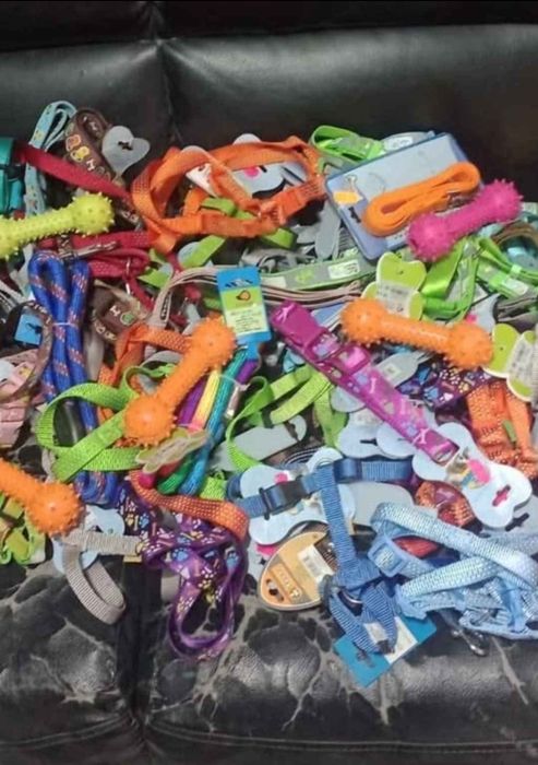 Cão acessórios todos