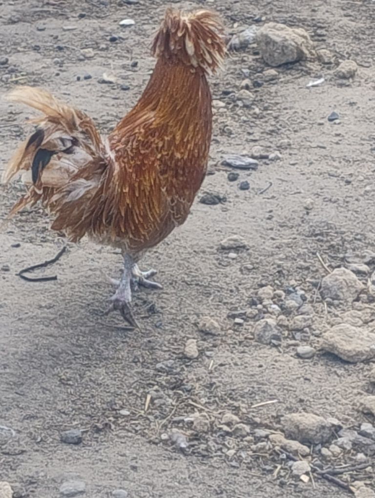 Czubatka wielblondzka