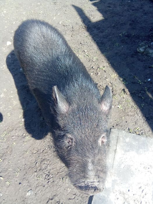 В'єтнамський кнур