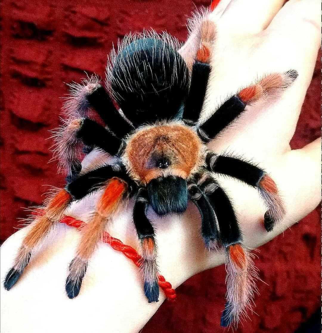 tarantula spider of Ukraine good home pets