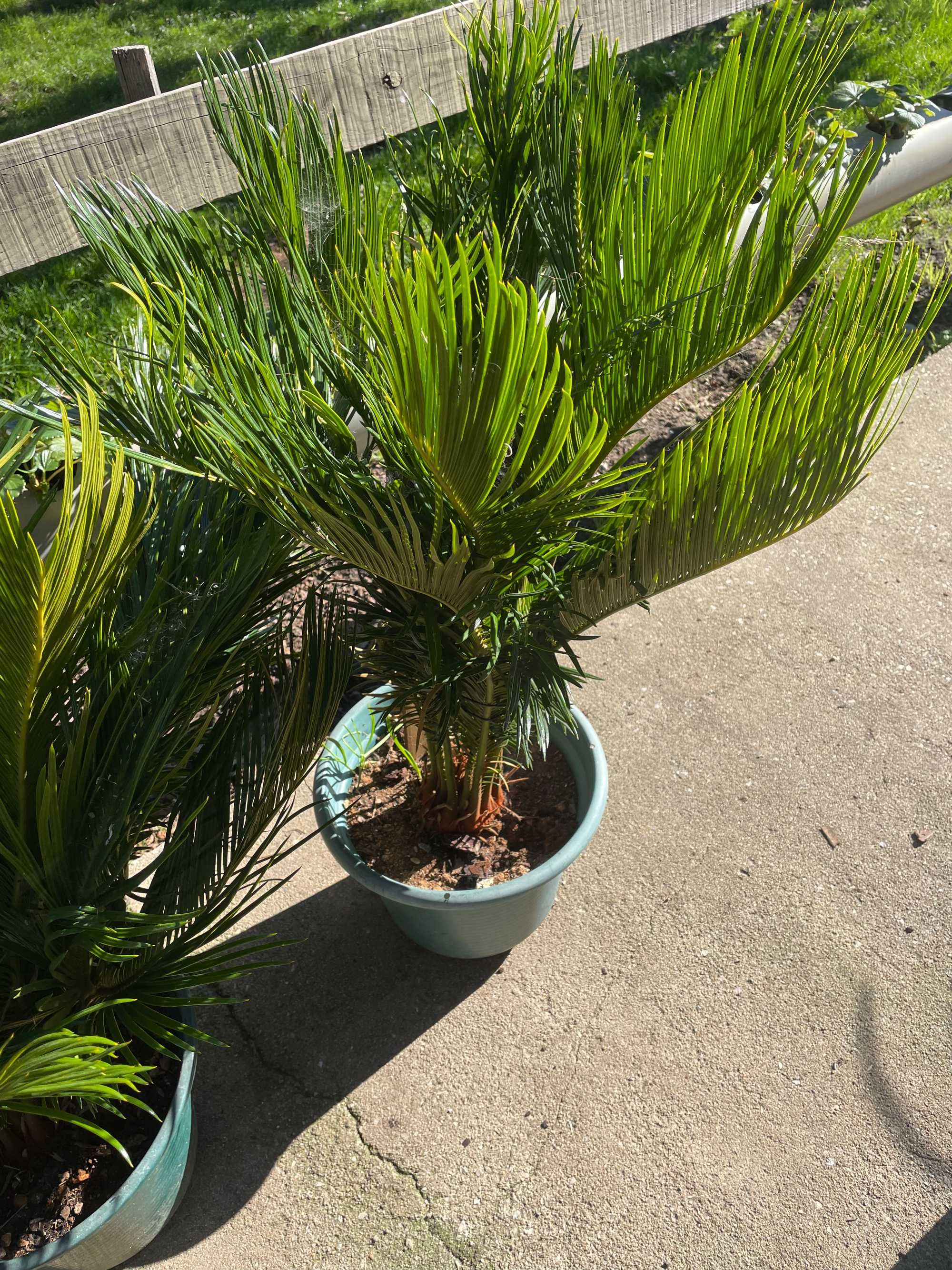 Palmeiras Cica de jardim - Cycas revoluta