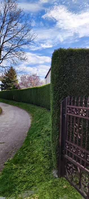 Usługi Ogrodnicze Trawniki Cięcie Przycinanie Thui Tuje