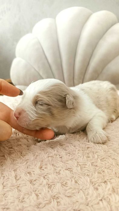 Owczarek Australijski - Piękna Sunia – Red Merle- długi ogonek.