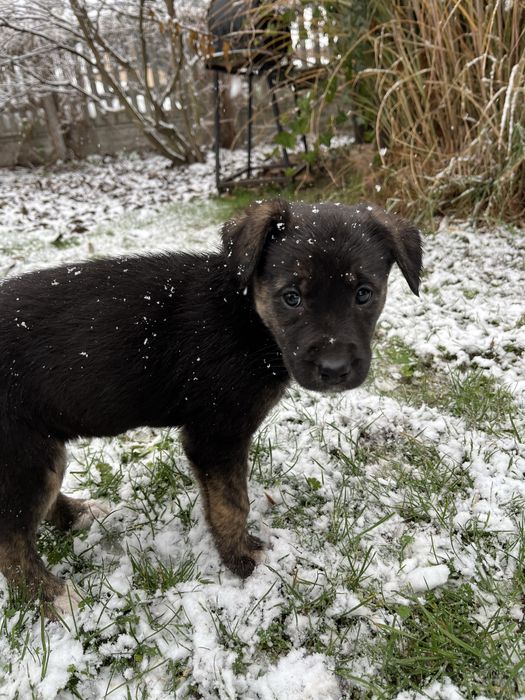 Suczka szczenie do oddania