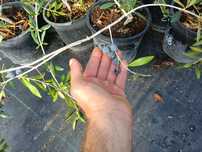Oliveiras arbequina em vaso