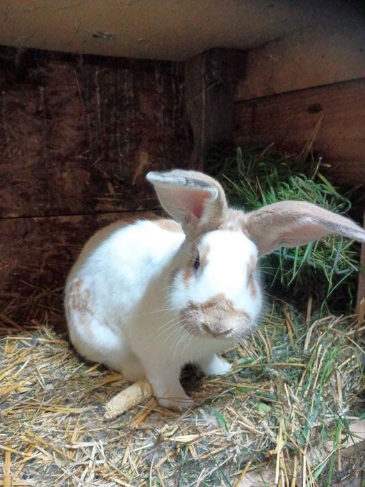 Sprzedam Samca -srokacz żółty niemiecki