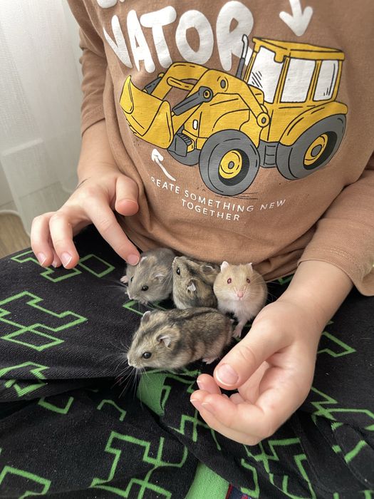 Джунгарики хомячки