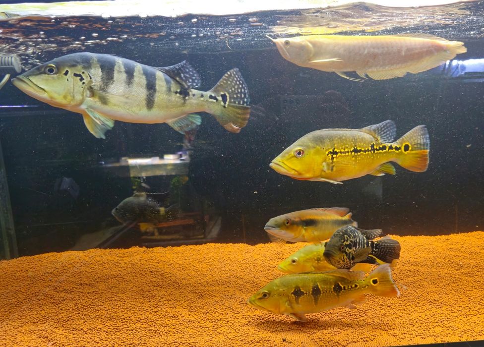 Ciclhas 4 exemplares