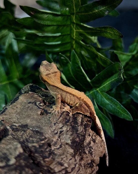 Gekon Orzesiony po samcu Lilly White