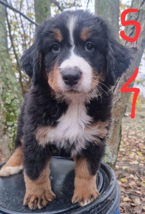 Szczeniak Berneński Pies Pasterski