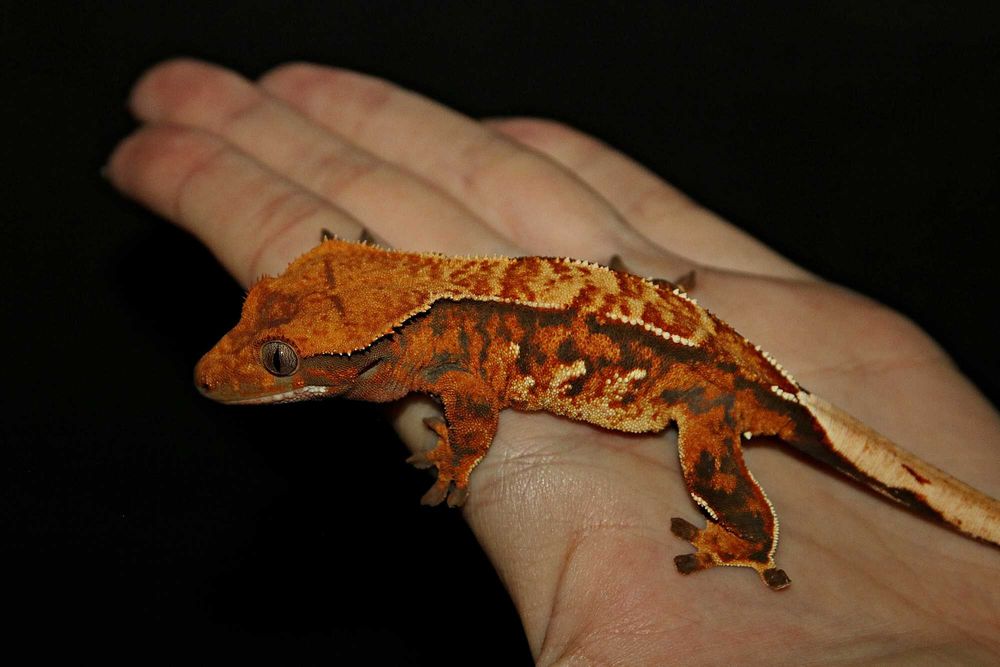 Gekon orzęsiony Tri colour extreme harlequin Samica