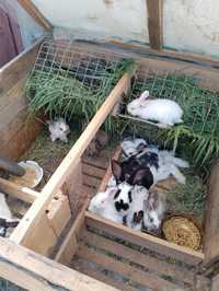Продам кроликів разом з кліткою