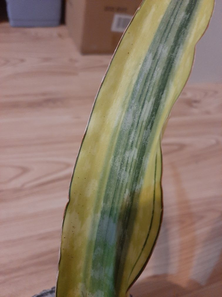 Sansevieria yellow variegata z czerwonym brzegiem.