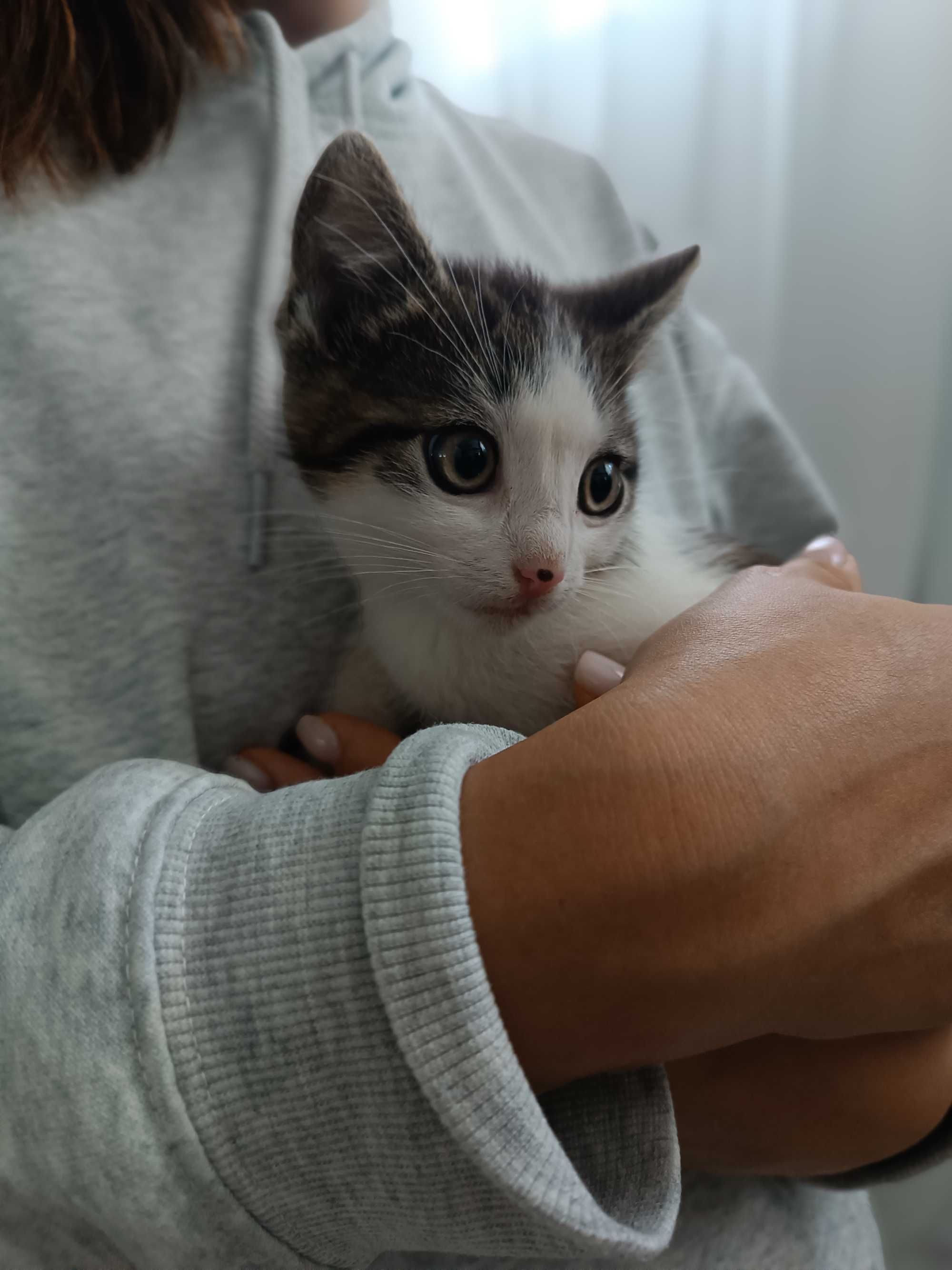 Kotki do adopcji