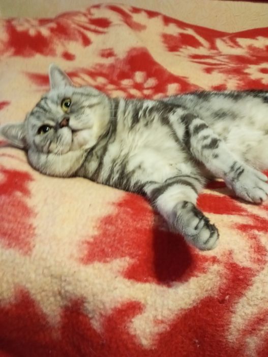 Вязка шотландський кот