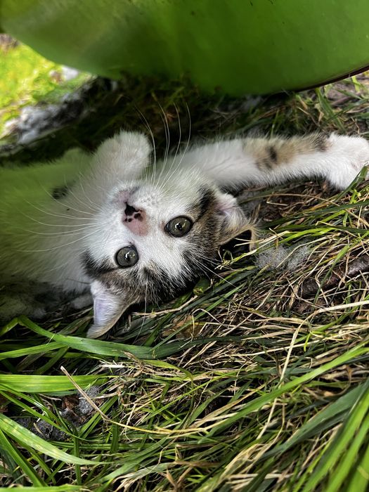 Porzucone!! Trzy milusińskie kotki szukają kochajacego domu