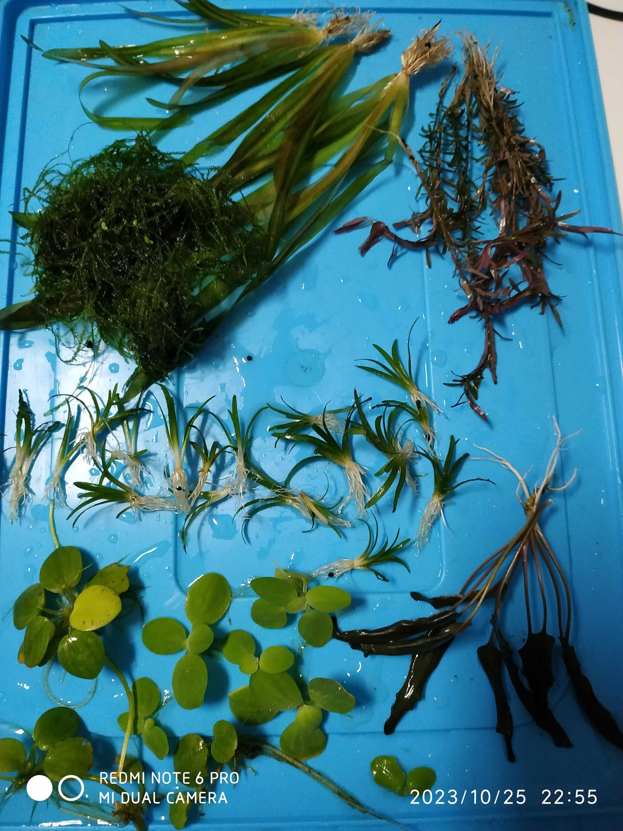 Vendo/troco plantas, peixes, aquário, filtro eheim