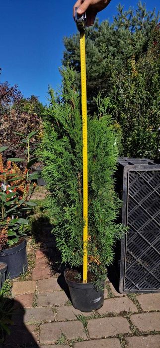 Thuja Żywotnik SZMARAGD- smaragd