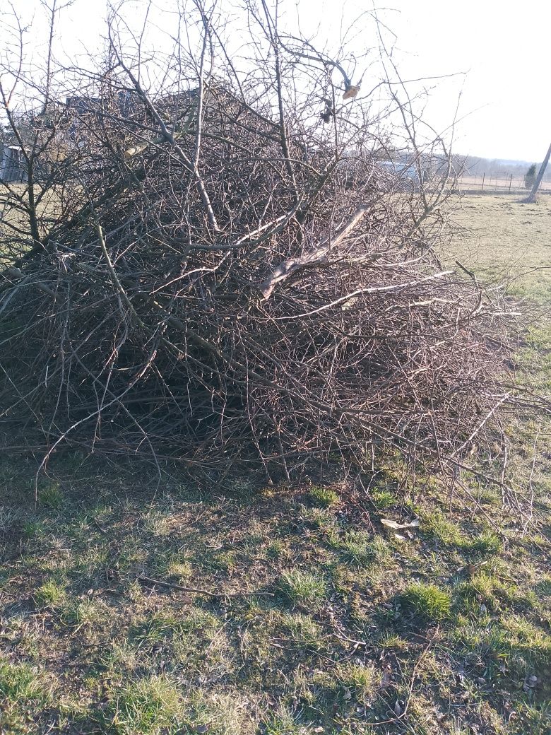 Oddam gałęzie z drzew owocowych jabłoń sliwa a także wisnia zciete tej