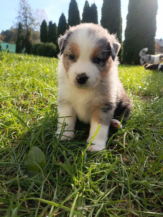 Owczarek australijski(typ amerykański) suczka gotowa do odbioru