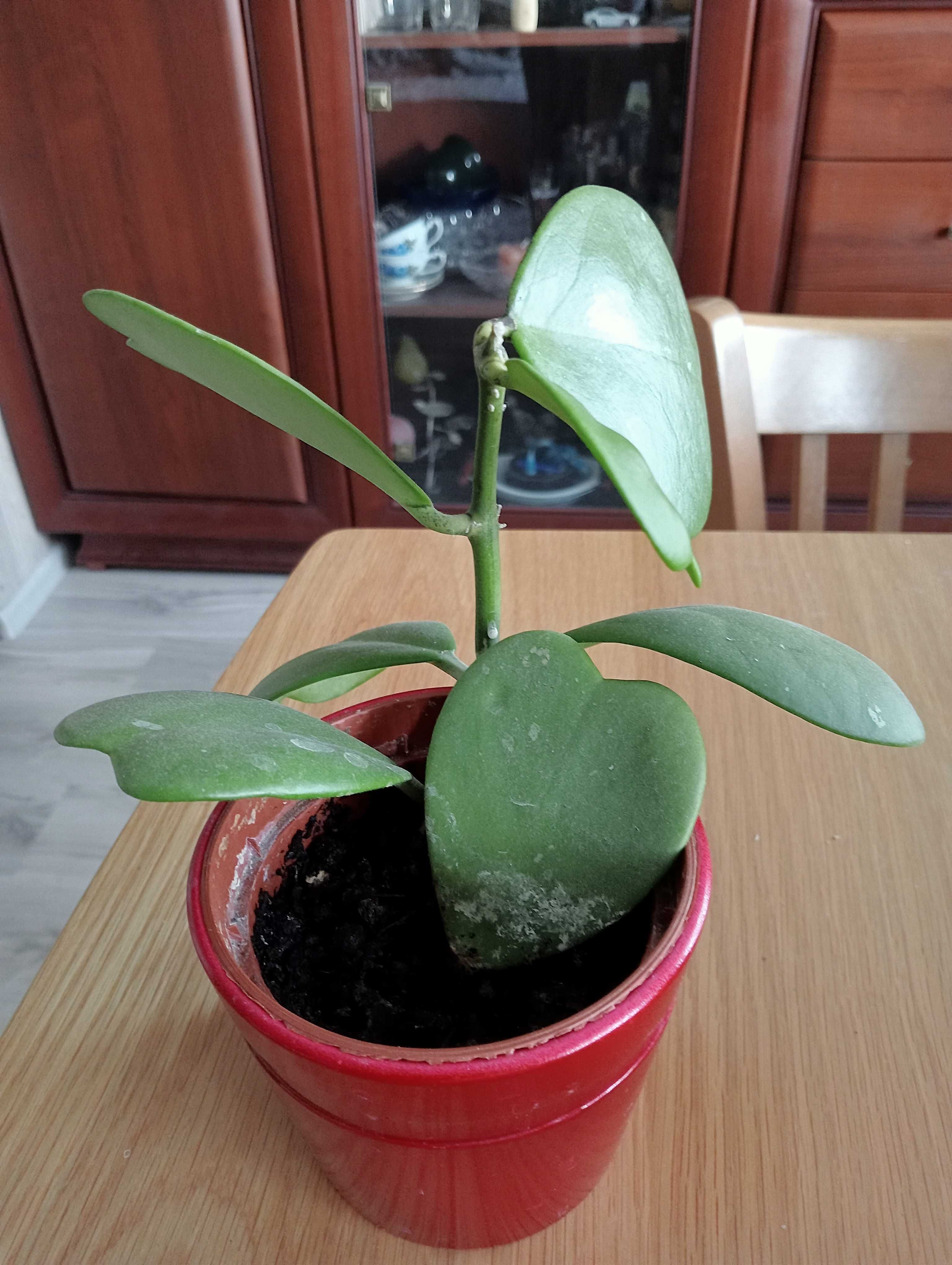 Hoya kerrii piękne serca
