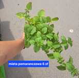 Sprzedam zioła, duże sadzonki