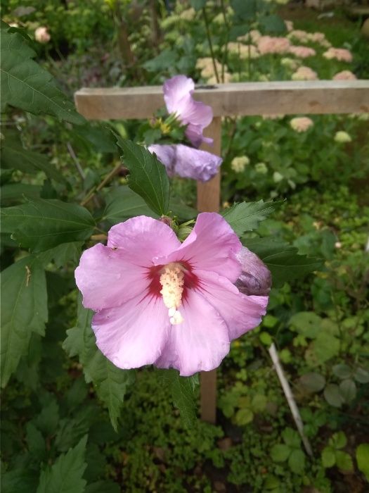 продам саджанці гібіскуса