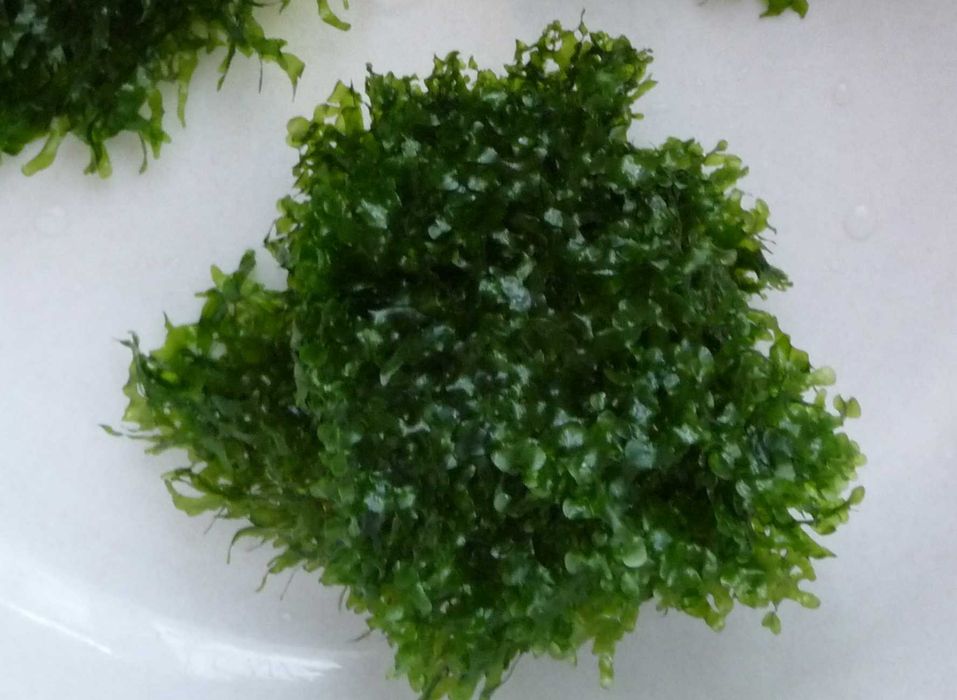 Wątrobowiec - Monosolenium roślina akwariowa