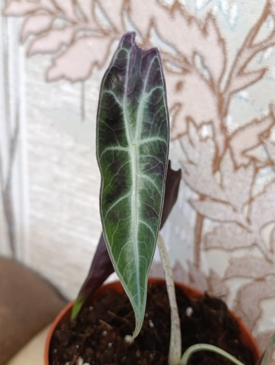 Алоказія  Longiloba low purple
