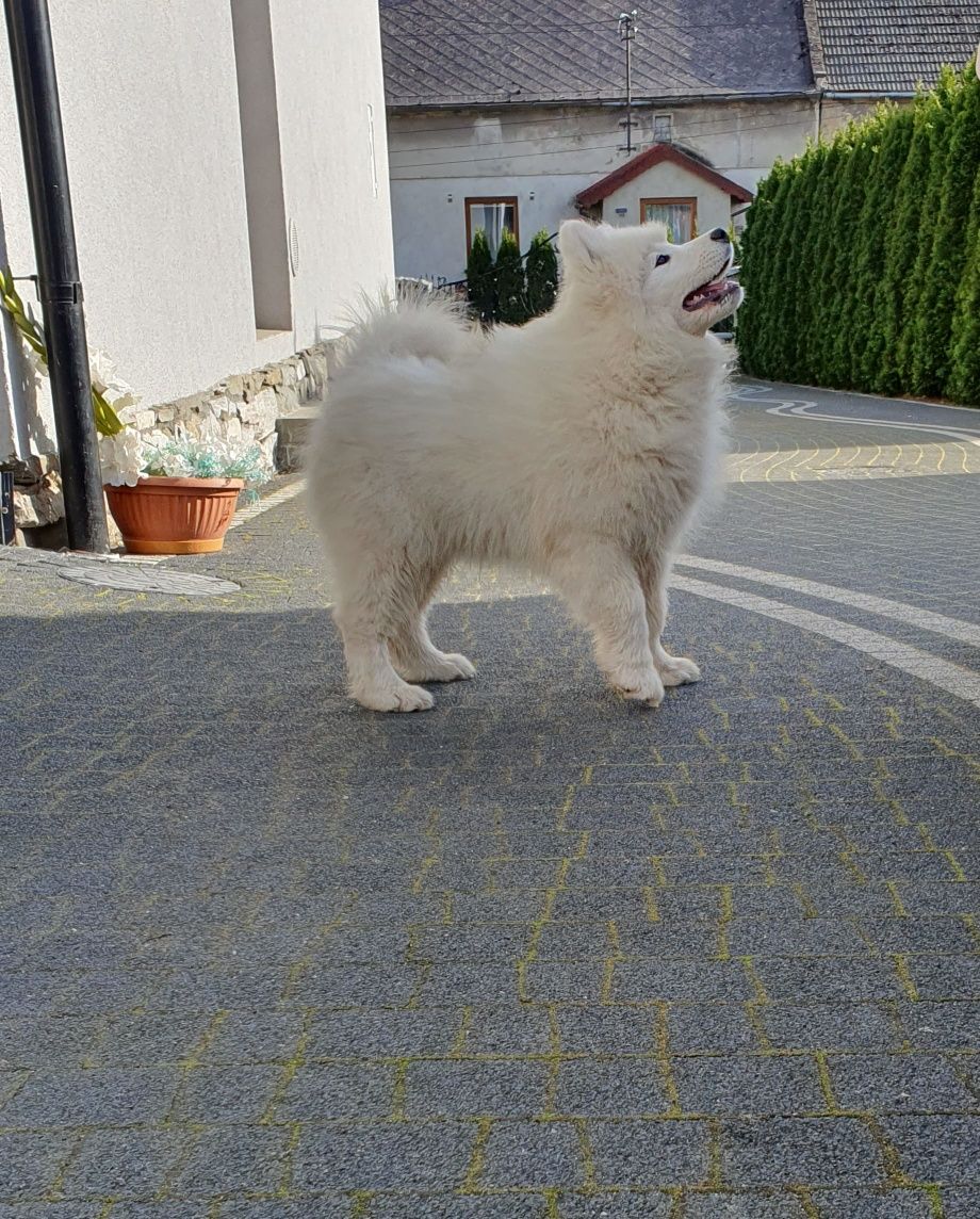 Szczeniak -piesek Samoyed FCI