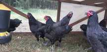 Australorp Czarny Koguty
