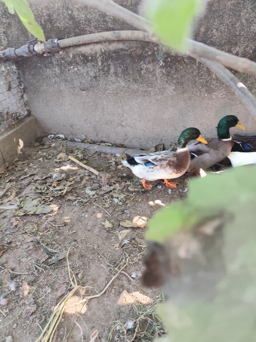 Vendo casal de patos Ruen