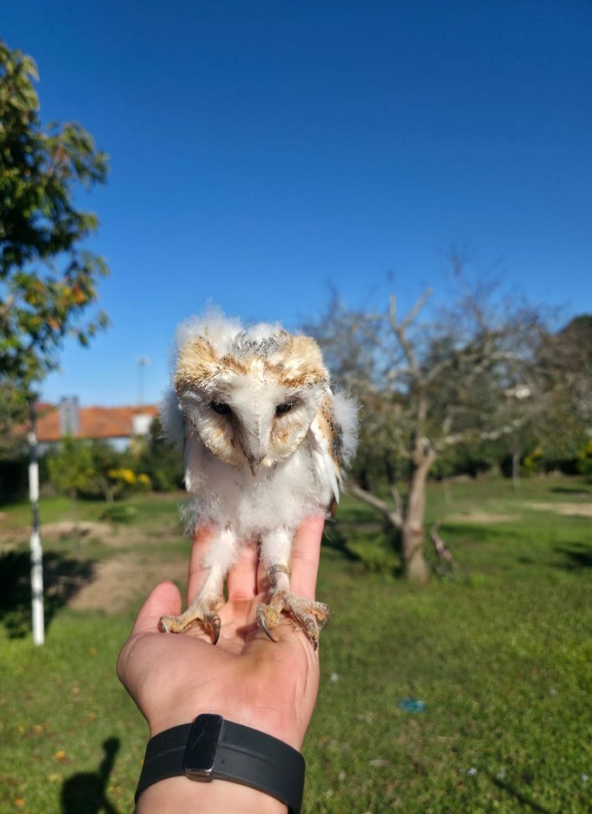 Cedência de Corujas-das-Torres (Tyto alba)