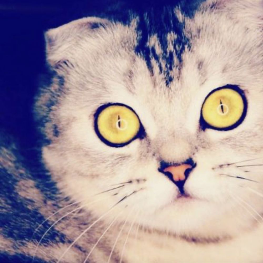 Коти SFS71, и фолд на продаж