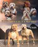 American Bully XL suczka